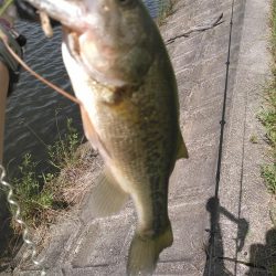 ノーシンカーリグ